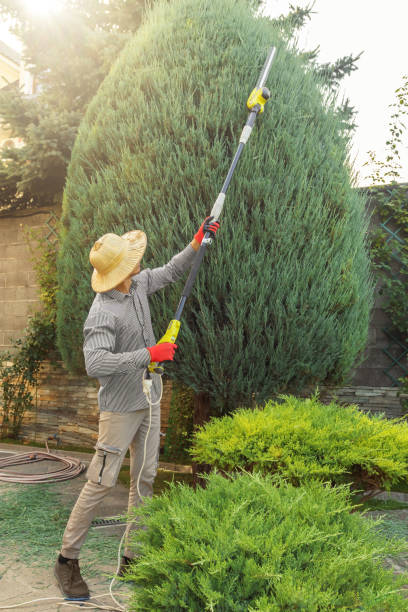 Best Tree Health Inspection  in Northport, AL